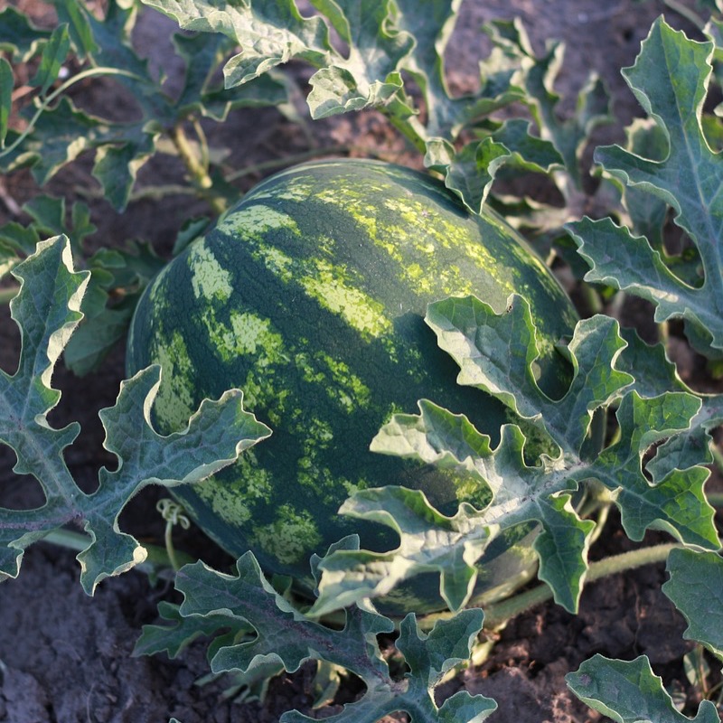 Vattenmelon 'Sugar Baby' - 3