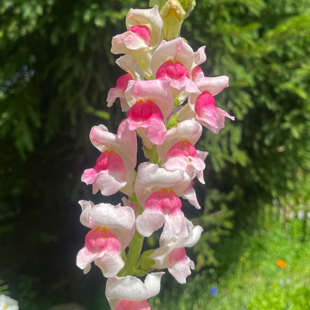 Lejongap 'Potomac Appleblossom'