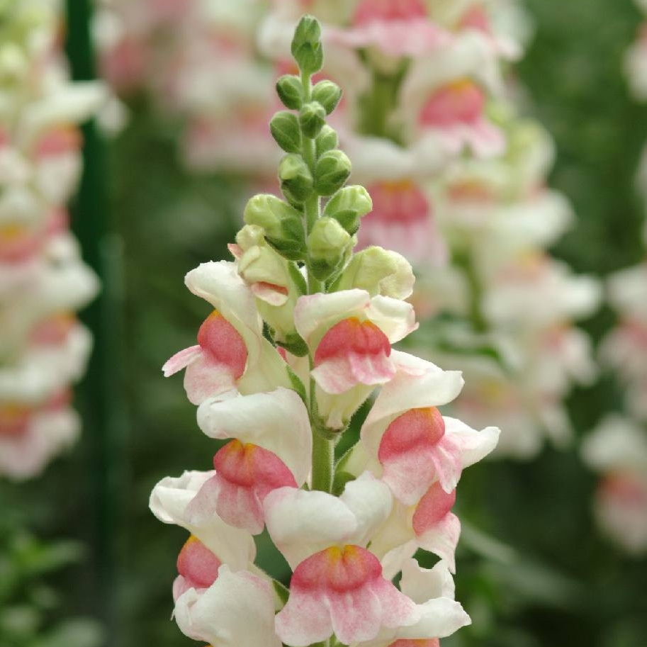 Lejongap 'Potomac Appleblossom' - 3