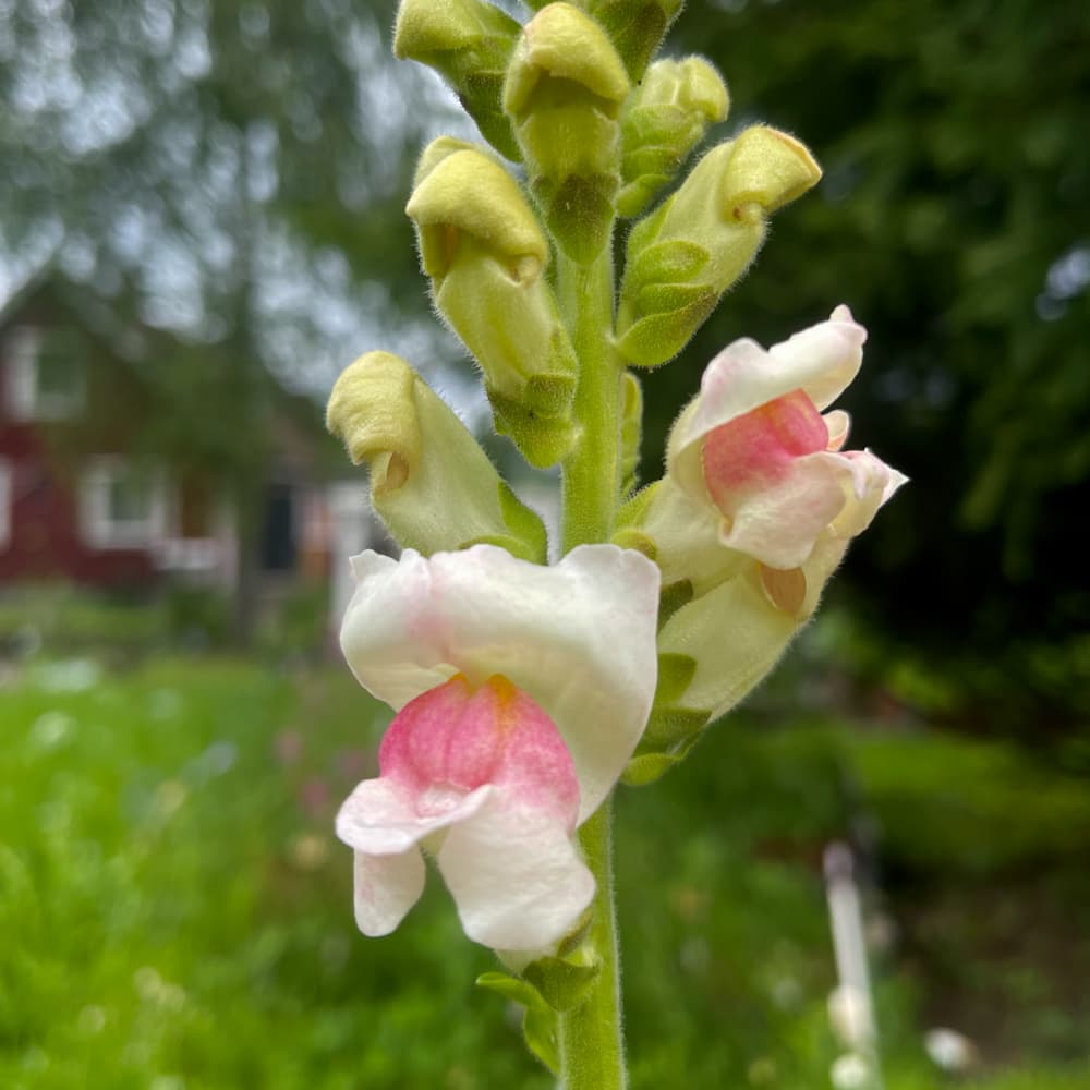Lejongap 'Potomac Appleblossom'