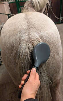 Man och svansborste Globus sport