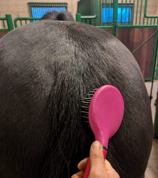 Mane and tail brush Globus  - 3