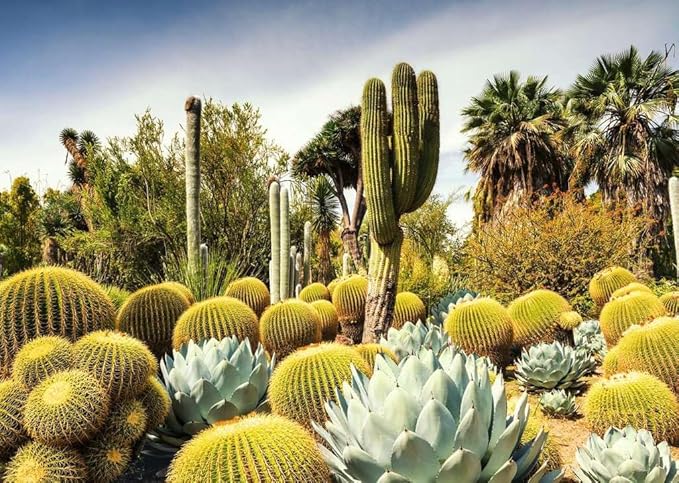 The Huntington Desert Garden, California, USA 1000 Bitar Ravensburger