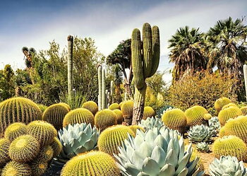 The Huntington Desert Garden, California, USA 1000 Bitar Ravensburger