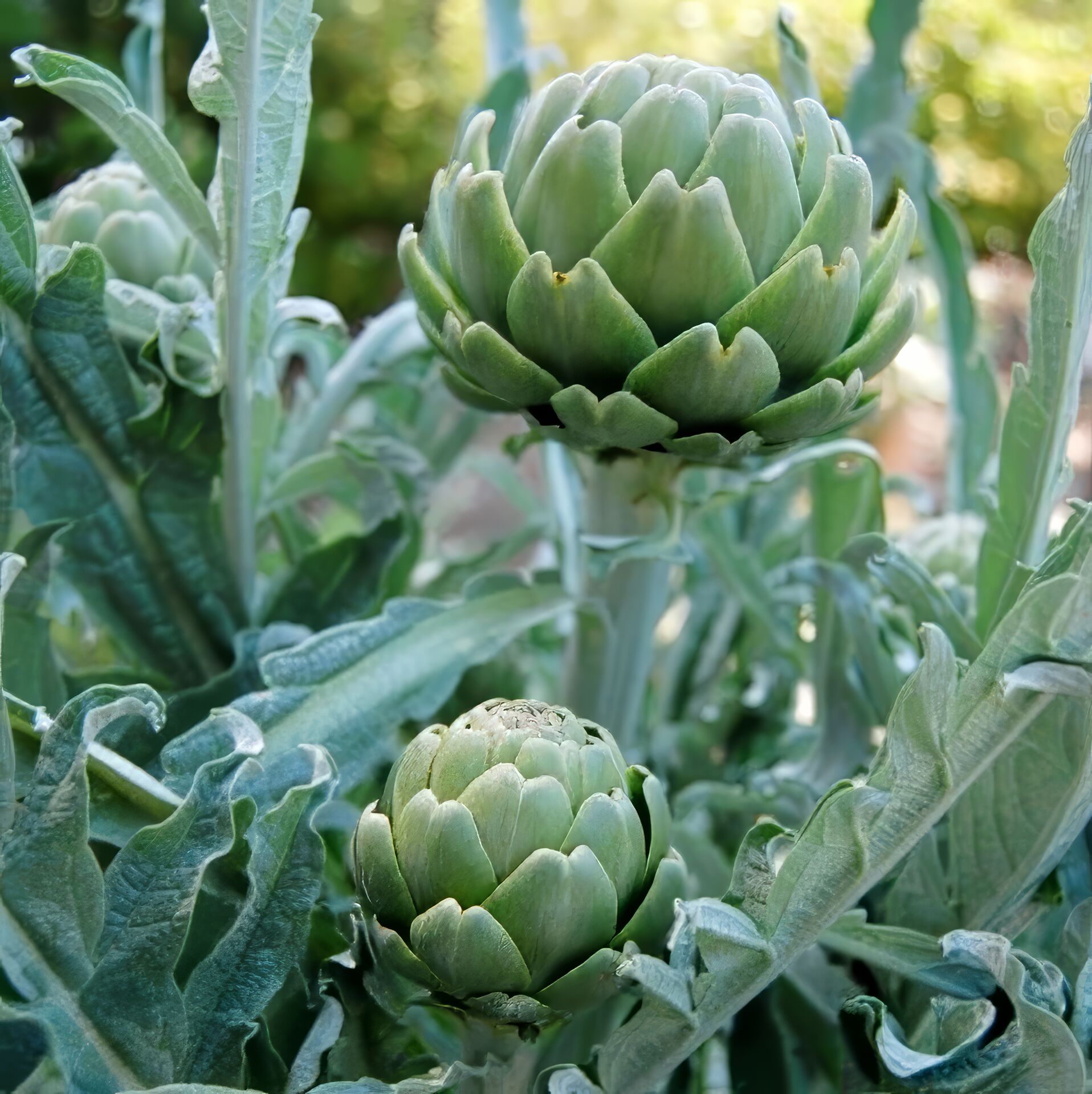 Kronärtskocka 'Imperial Star'