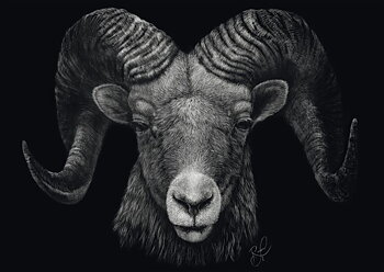 Dominance-Ram the Epitome of Fire 1000 Bitar Schmidt