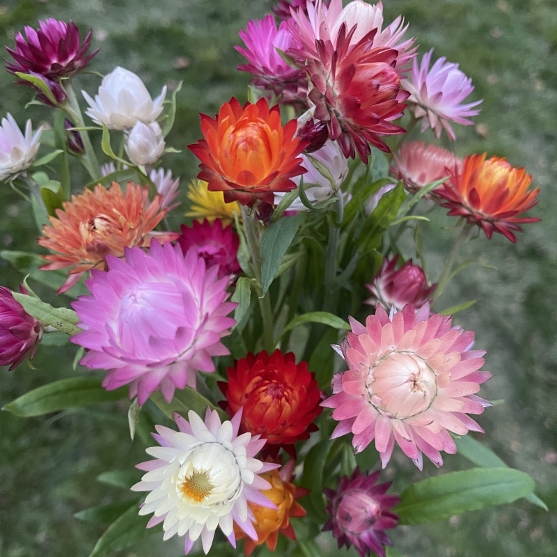 Eternell  'Color Mix'