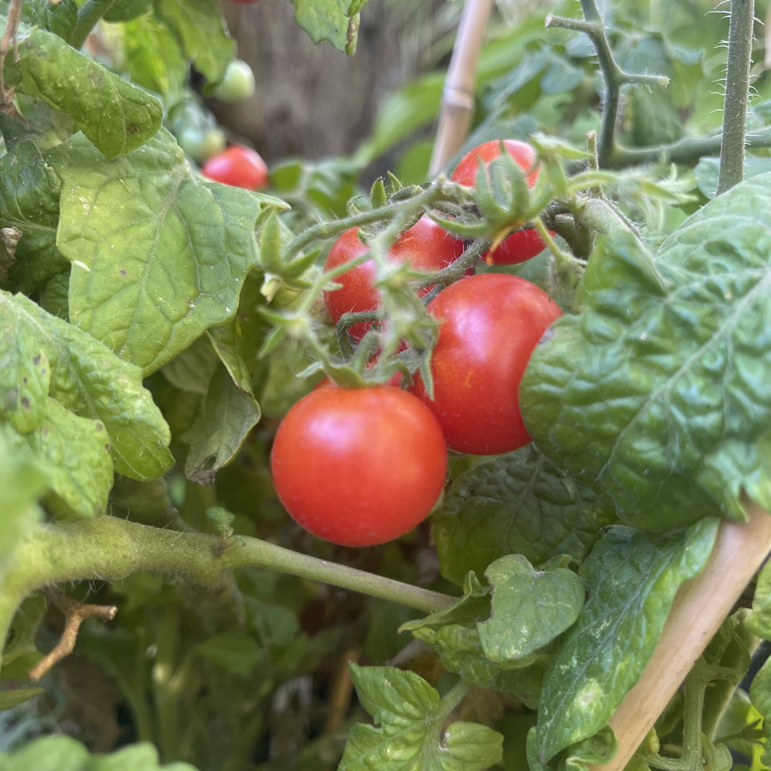Körsbärstomat 'Gartenperle' - 2
