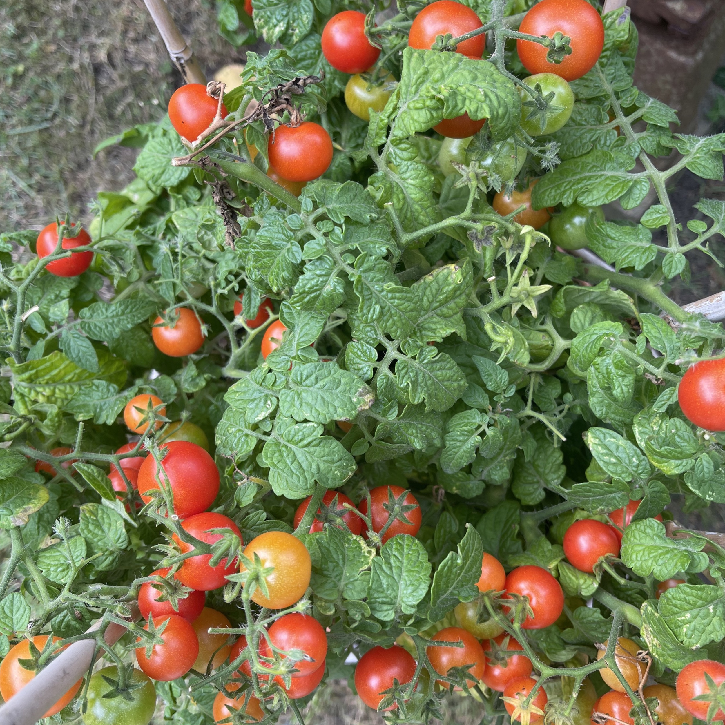 Körsbärstomat 'Gartenperle'