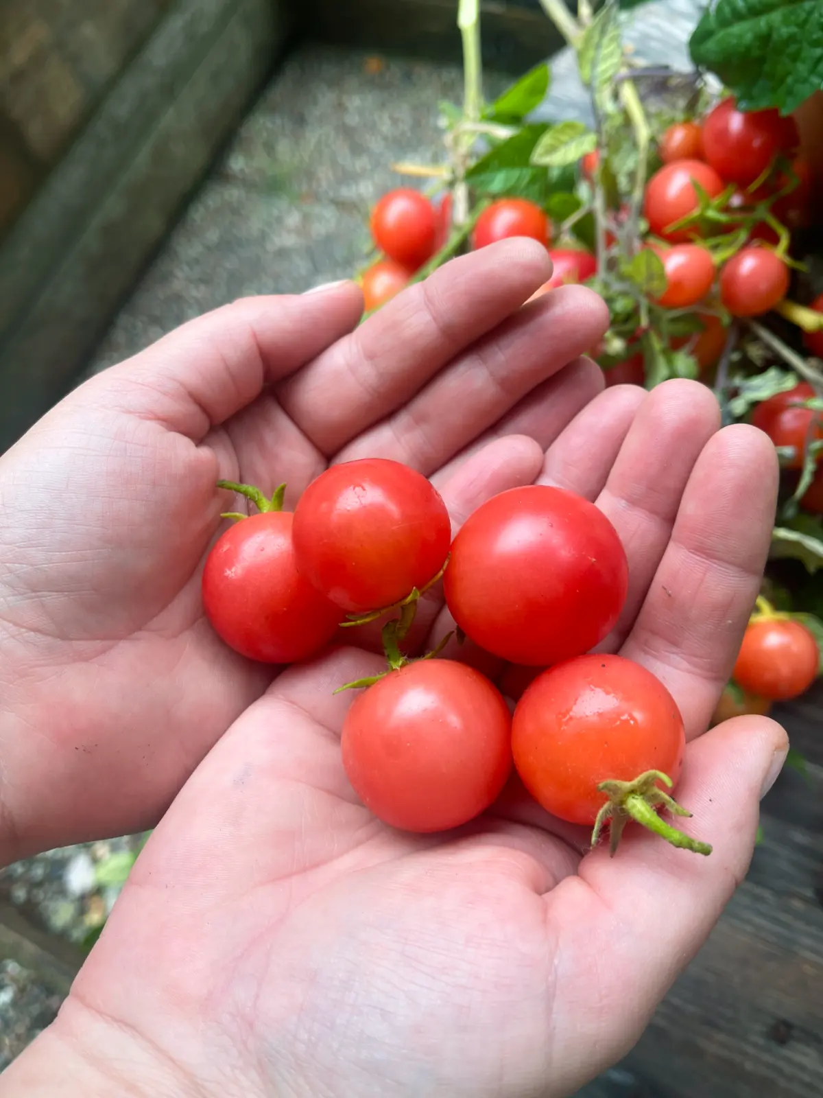 Körsbärstomat 'Gartenperle'
