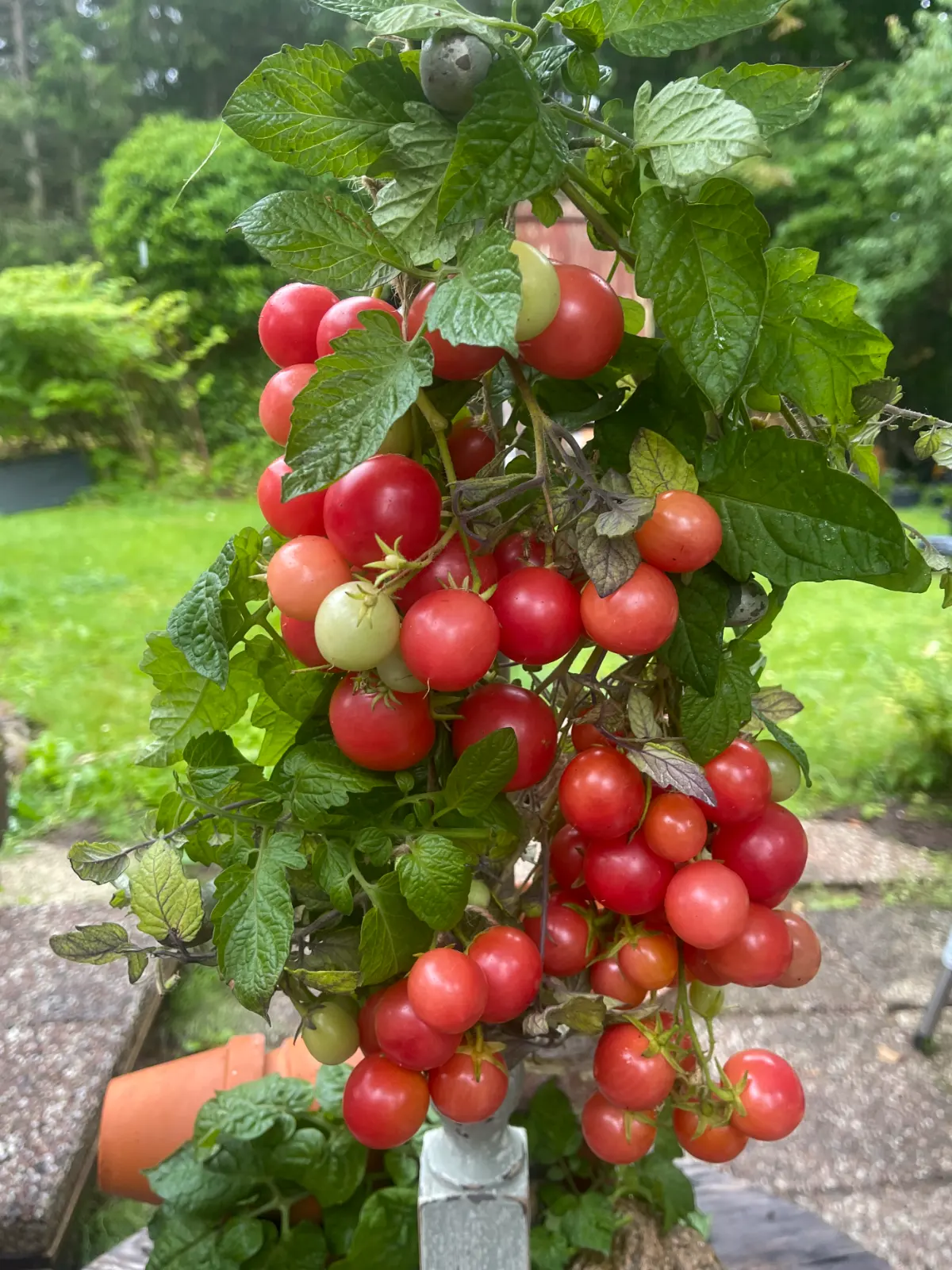 Körsbärstomat 'Gartenperle'