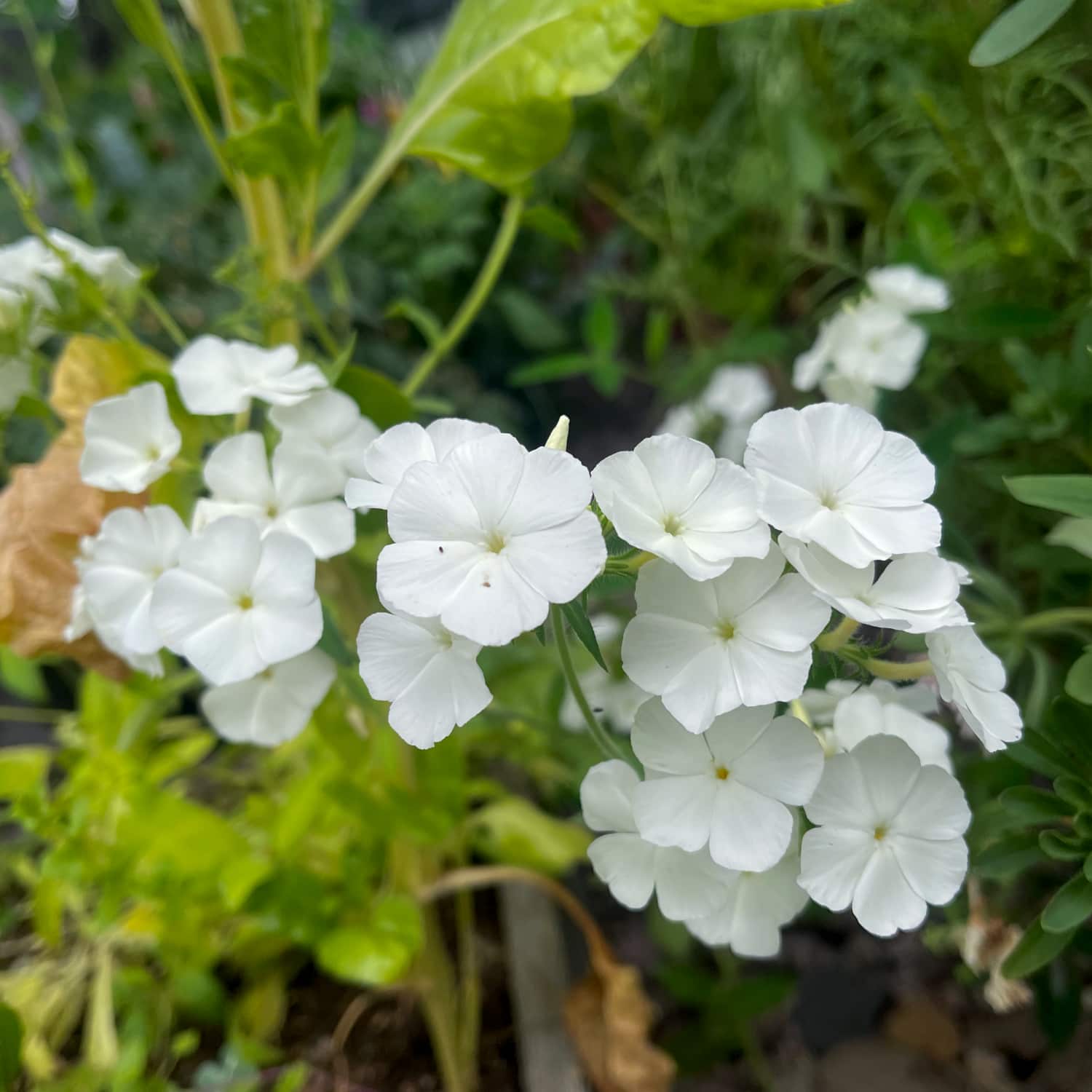 Flox 'Alba'