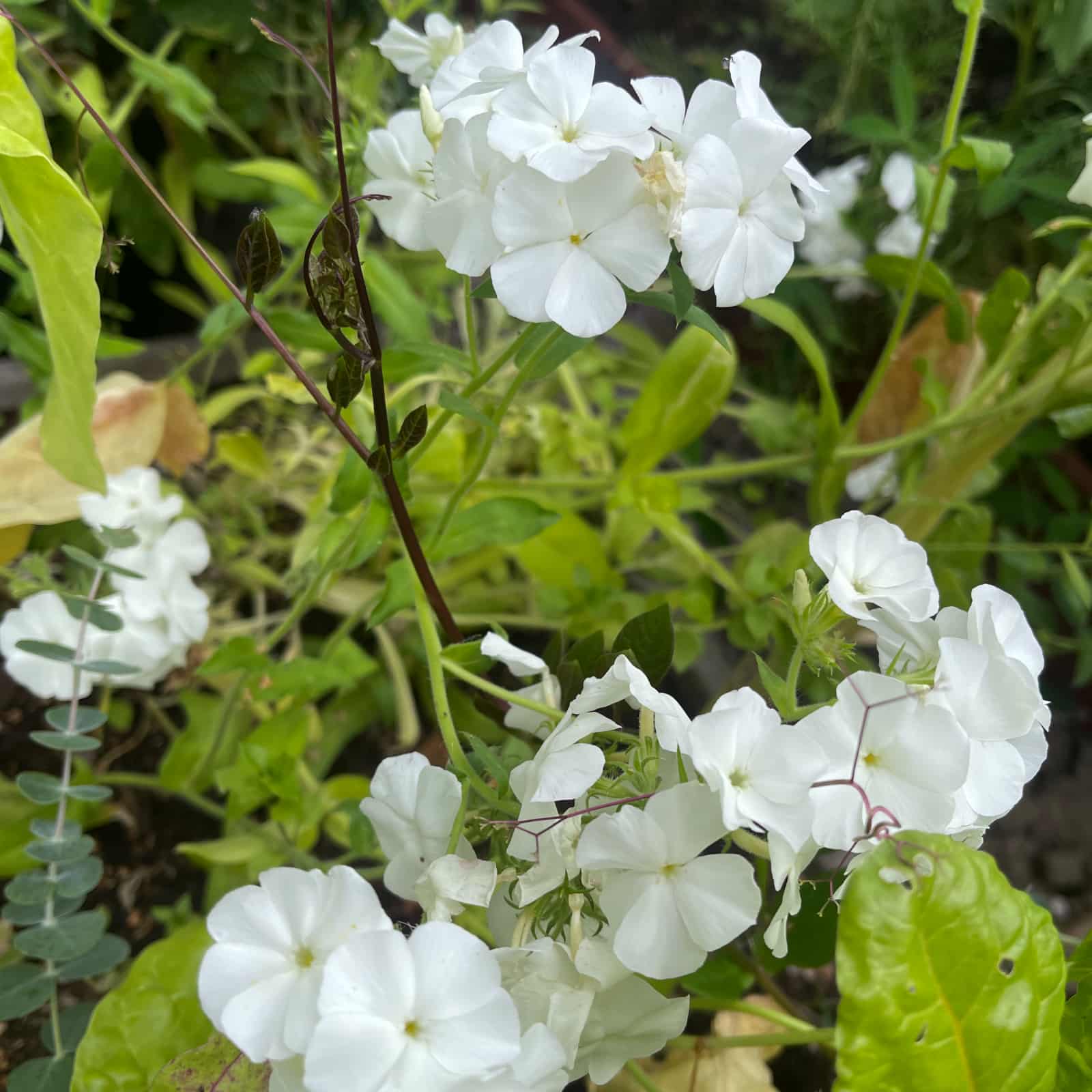 Flox 'Alba' - 2