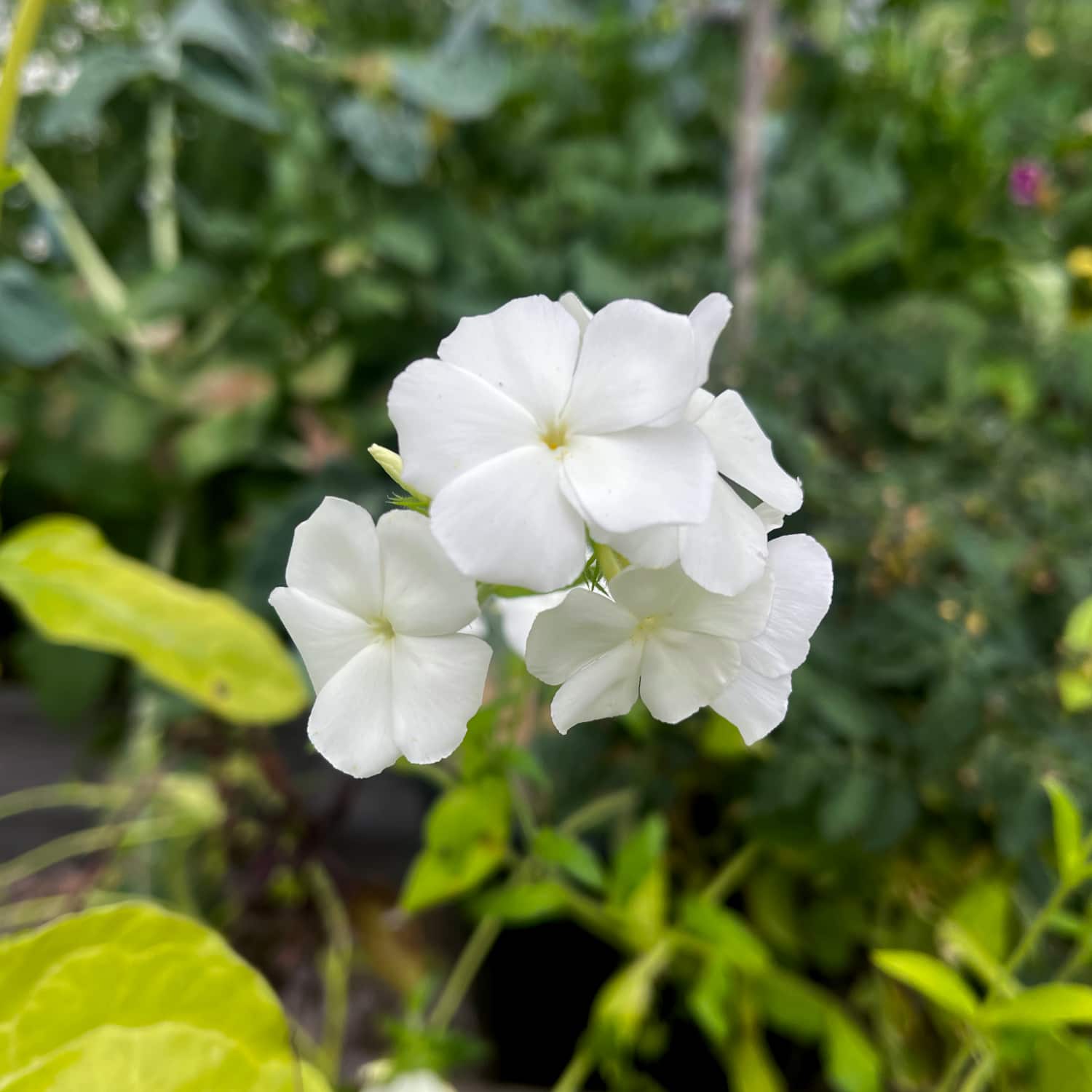 Flox 'Alba' - 3