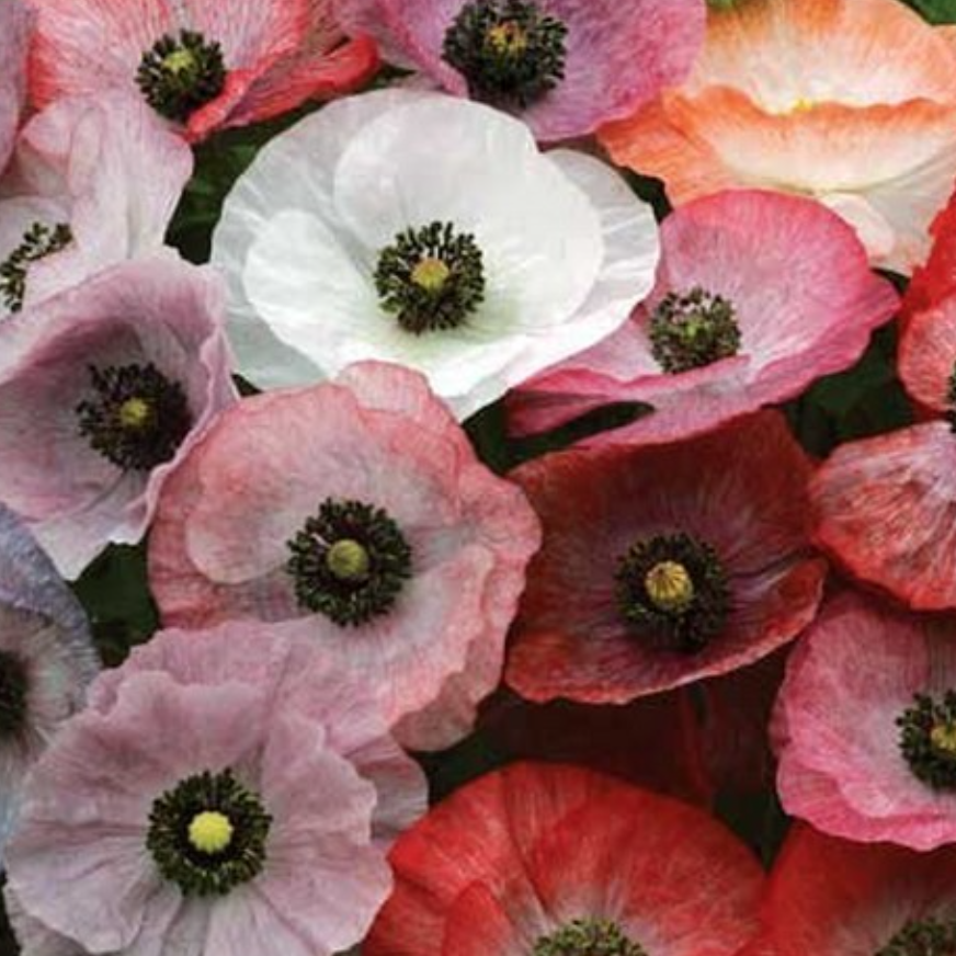 Kornvallmo 'Mother of Pearl' med rosa, vit, röda blommor