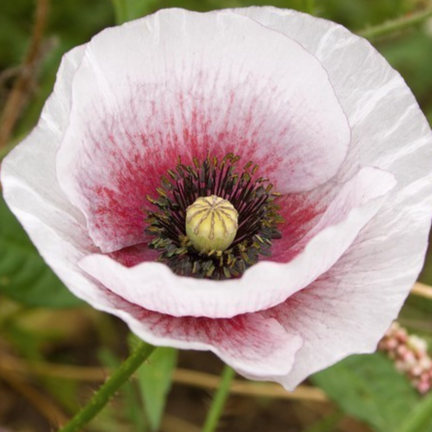 Kornvallmo 'Mother of Pearl'