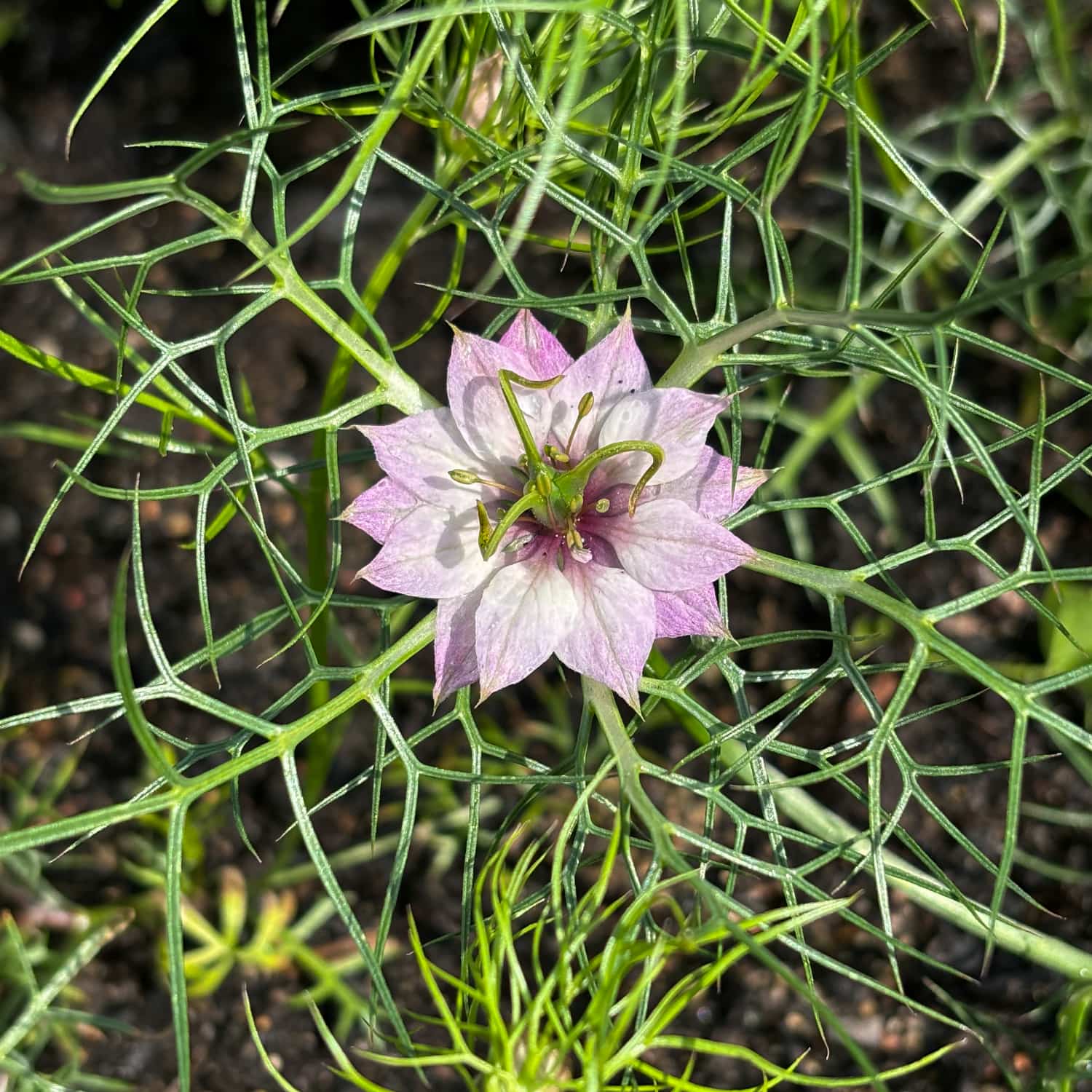 Jungfrun i det gröna 'Persian Rose'