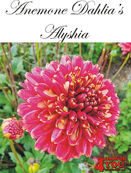 Anemone   Dahlia      Alyshia