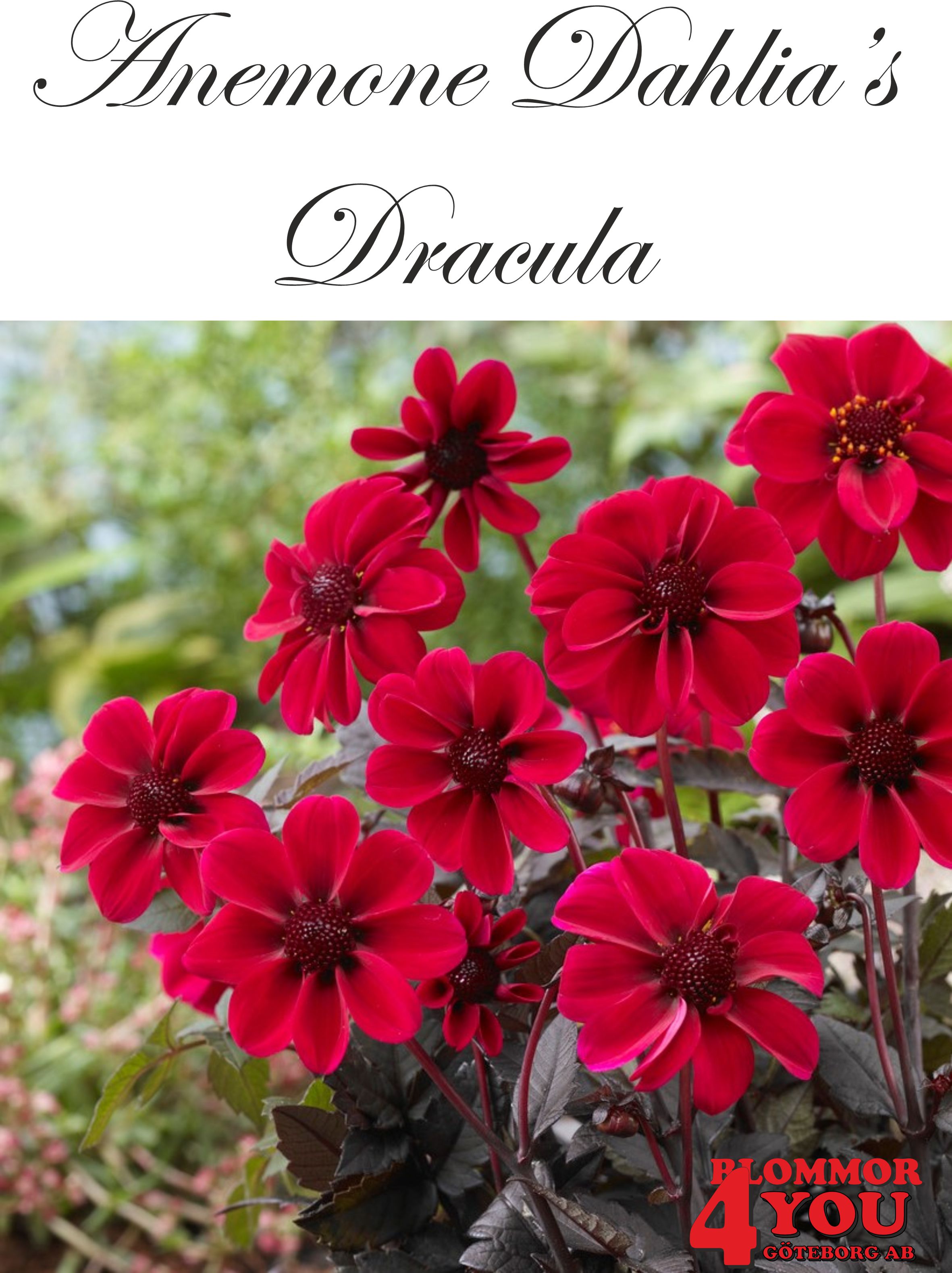 Dahlia      Dracula