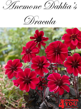 Dahlia      Dracula