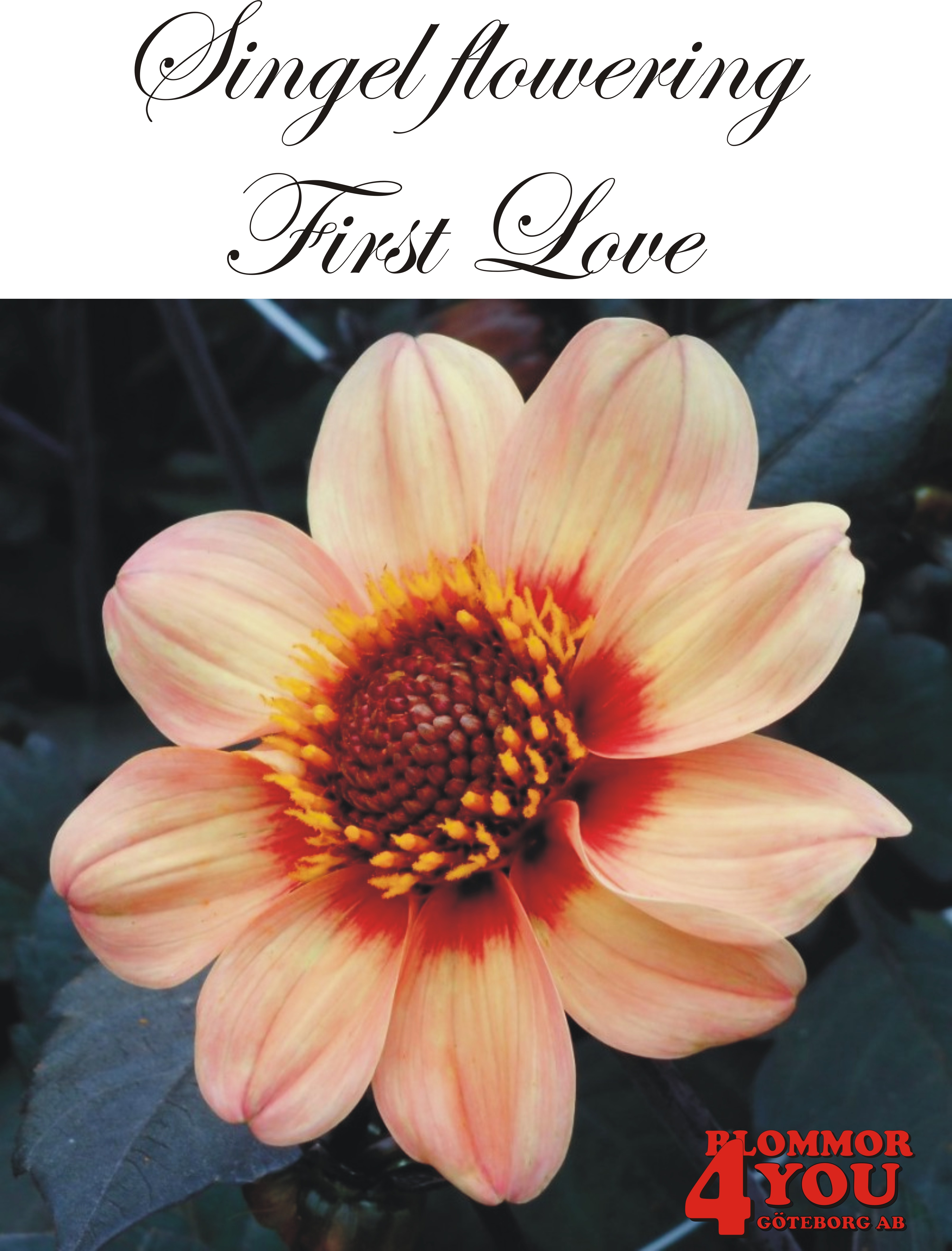 Dahlia First Love