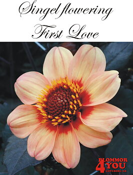 Dahlia First Love
