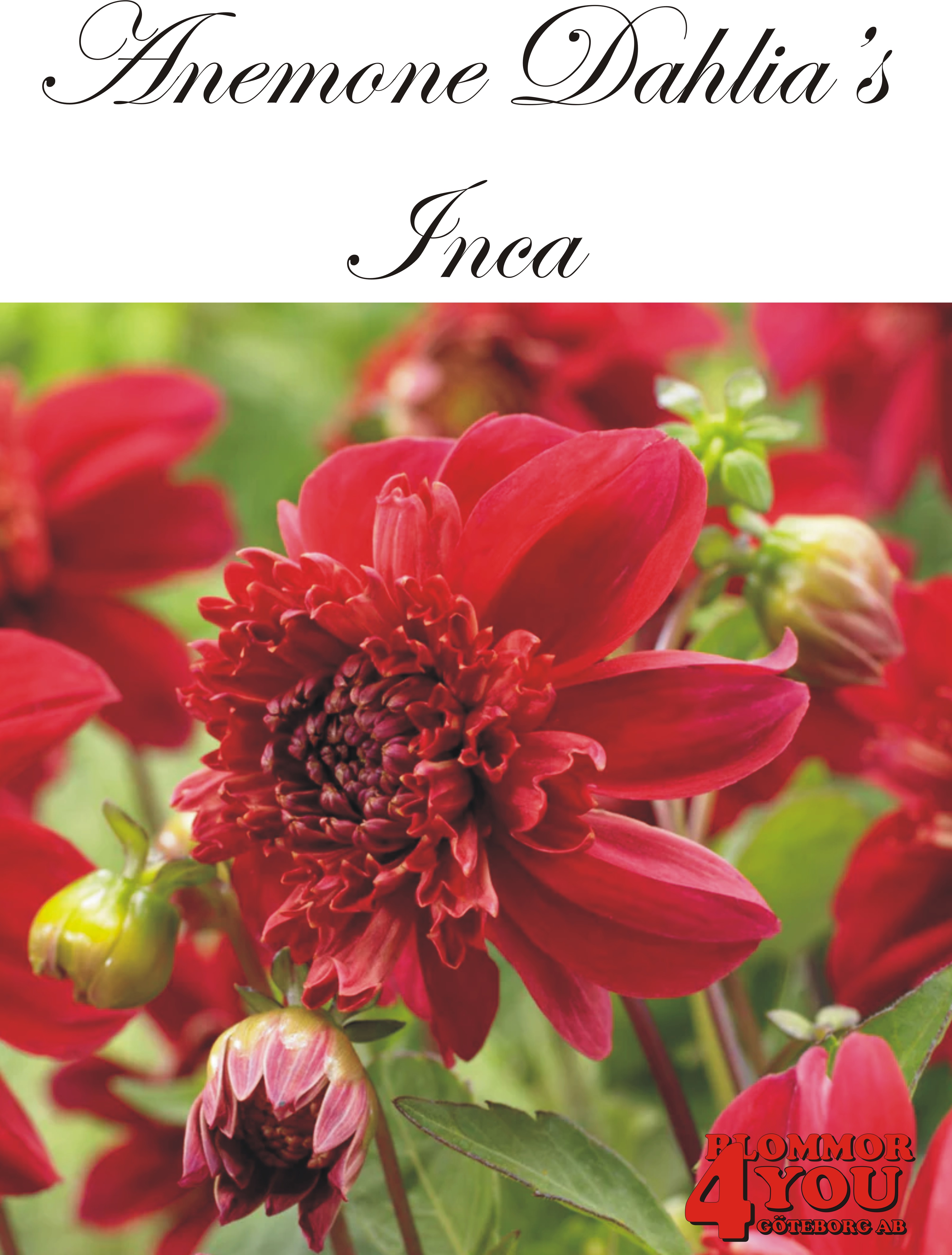 Dahlia Inca