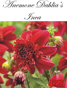 Dahlia Inca