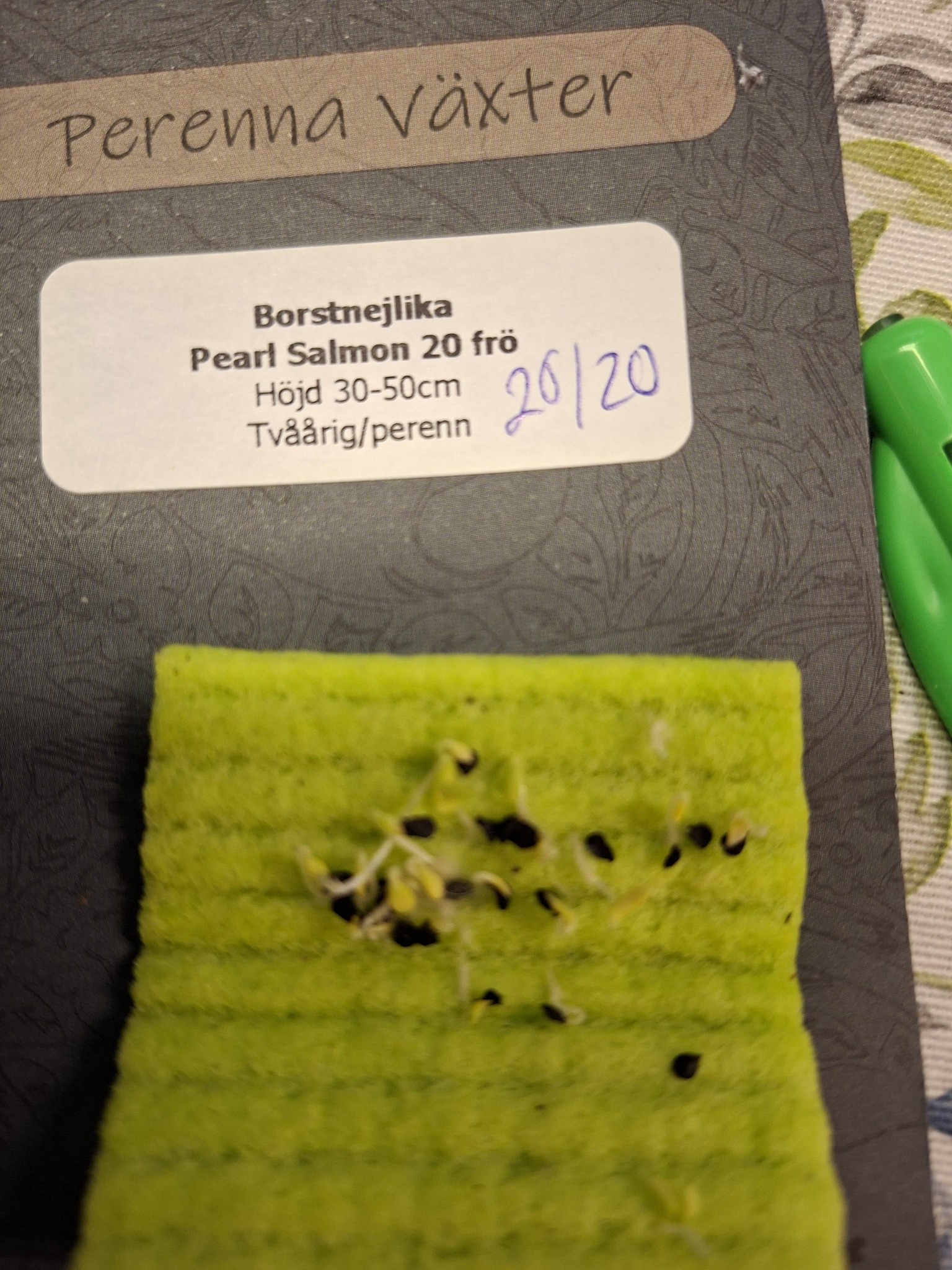 Borstnejlika Pearl Salmon 20 frö   - 2