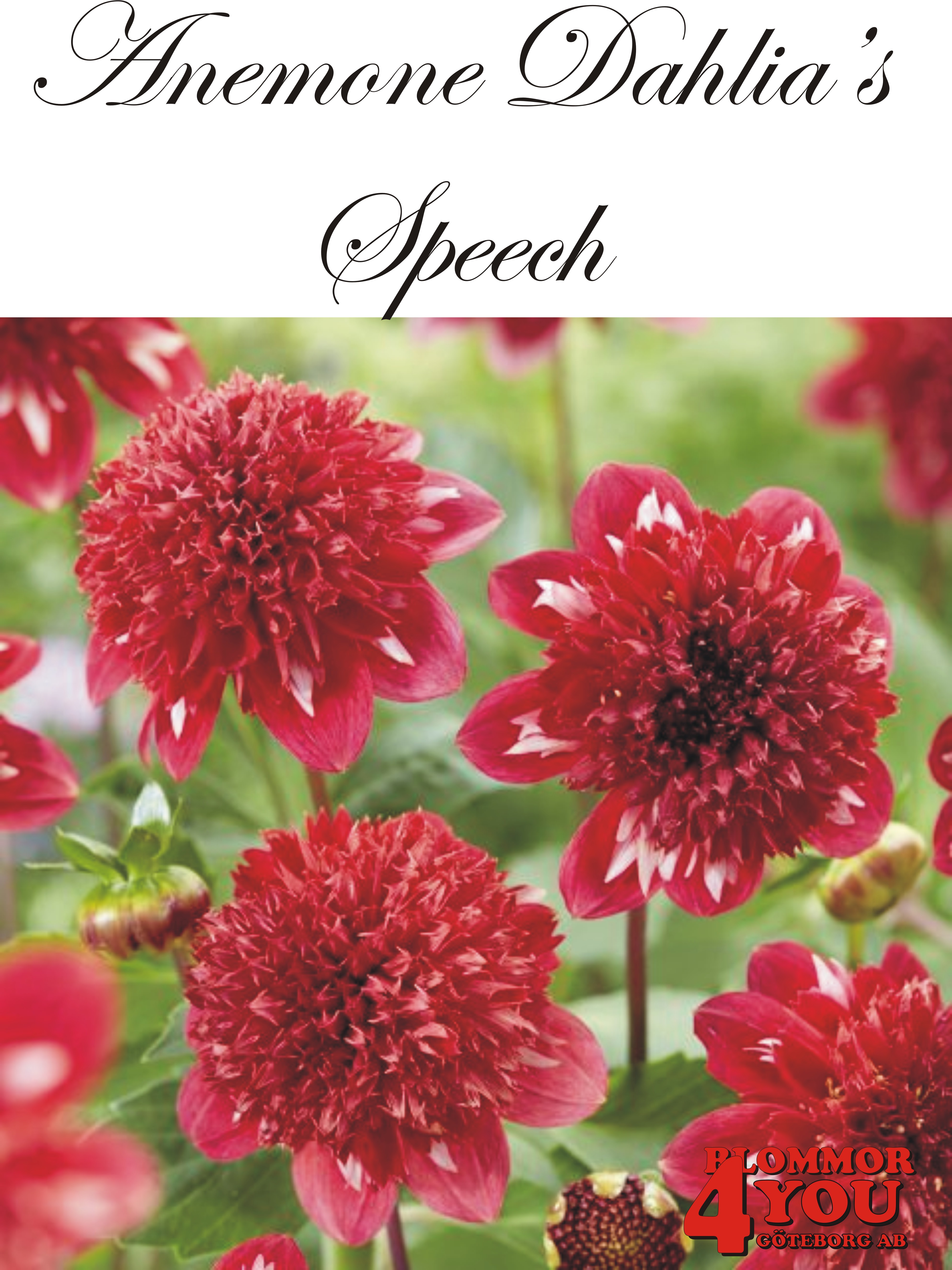Dahlia      Speech