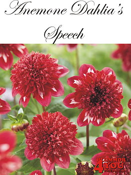 Dahlia      Speech