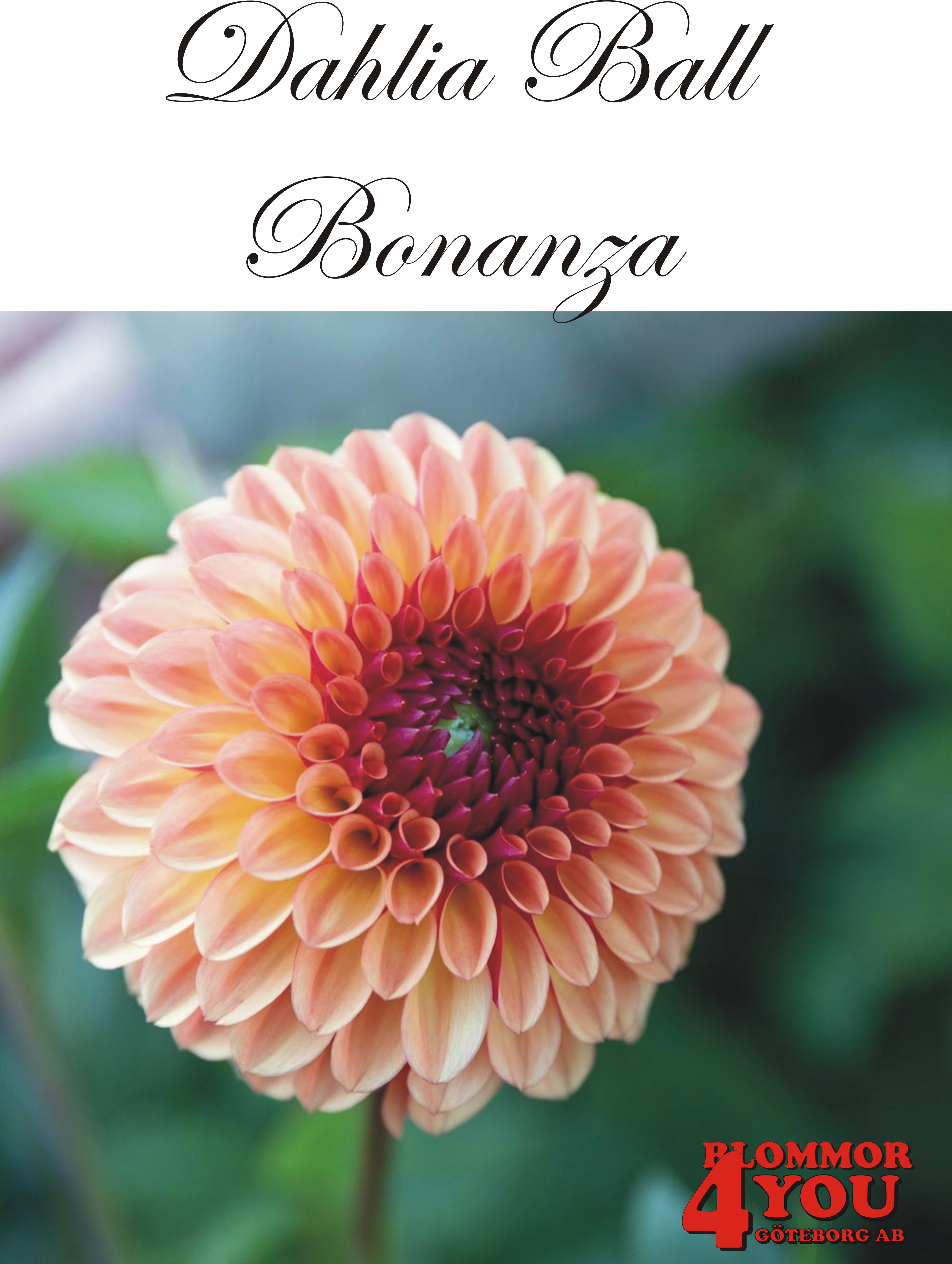 Bolldahlia      Bonanza