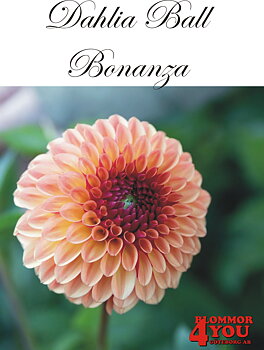 Bolldahlia      Bonanza