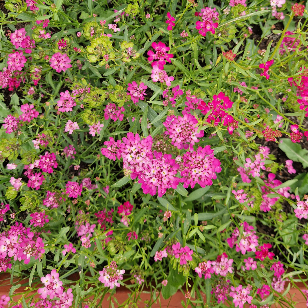 Roseniberis - Red Flash