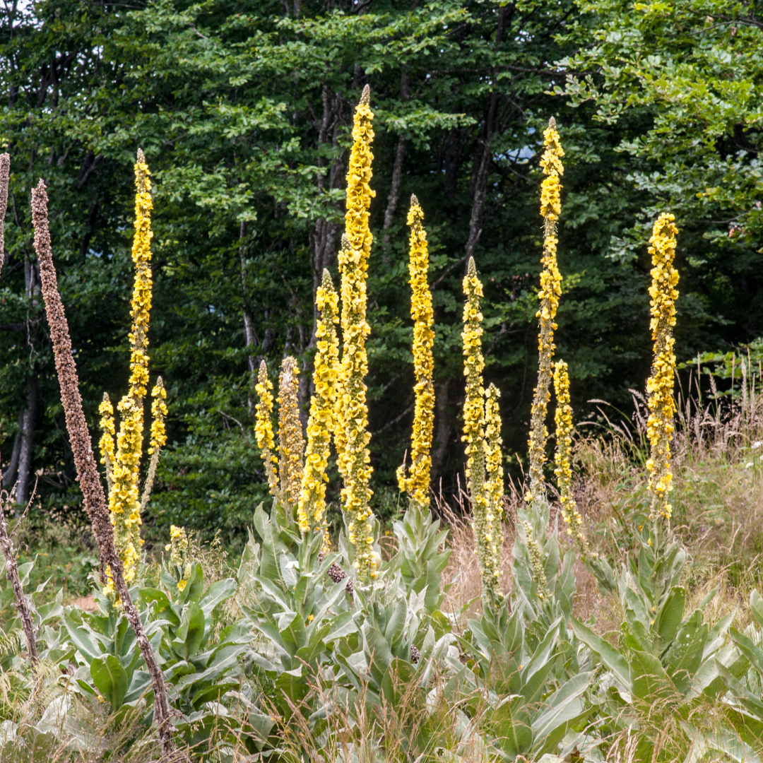 Läkekungsljus - Vildform