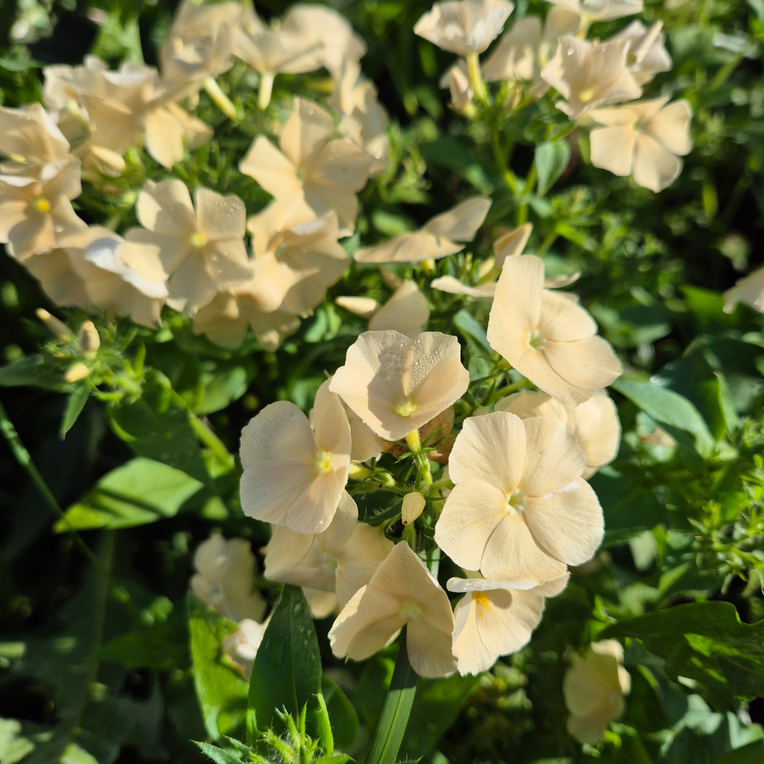 Sommarflox - Beauty Yellow
