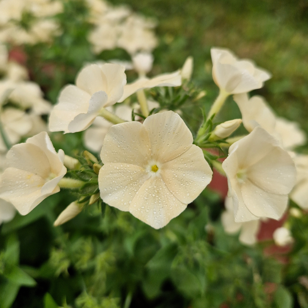 Sommarflox - Beauty Yellow