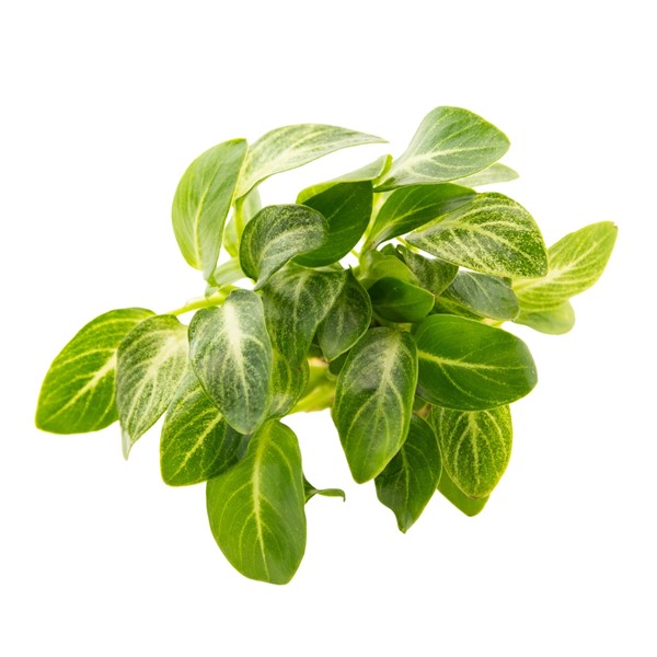 Dennerle Plants Special Edition No 7 Anubias Bateri var nana. 'Stardust'