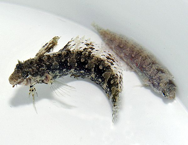 Petrosirtes Mitratus (reef safe)