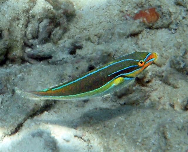 Stethojulis albovittata