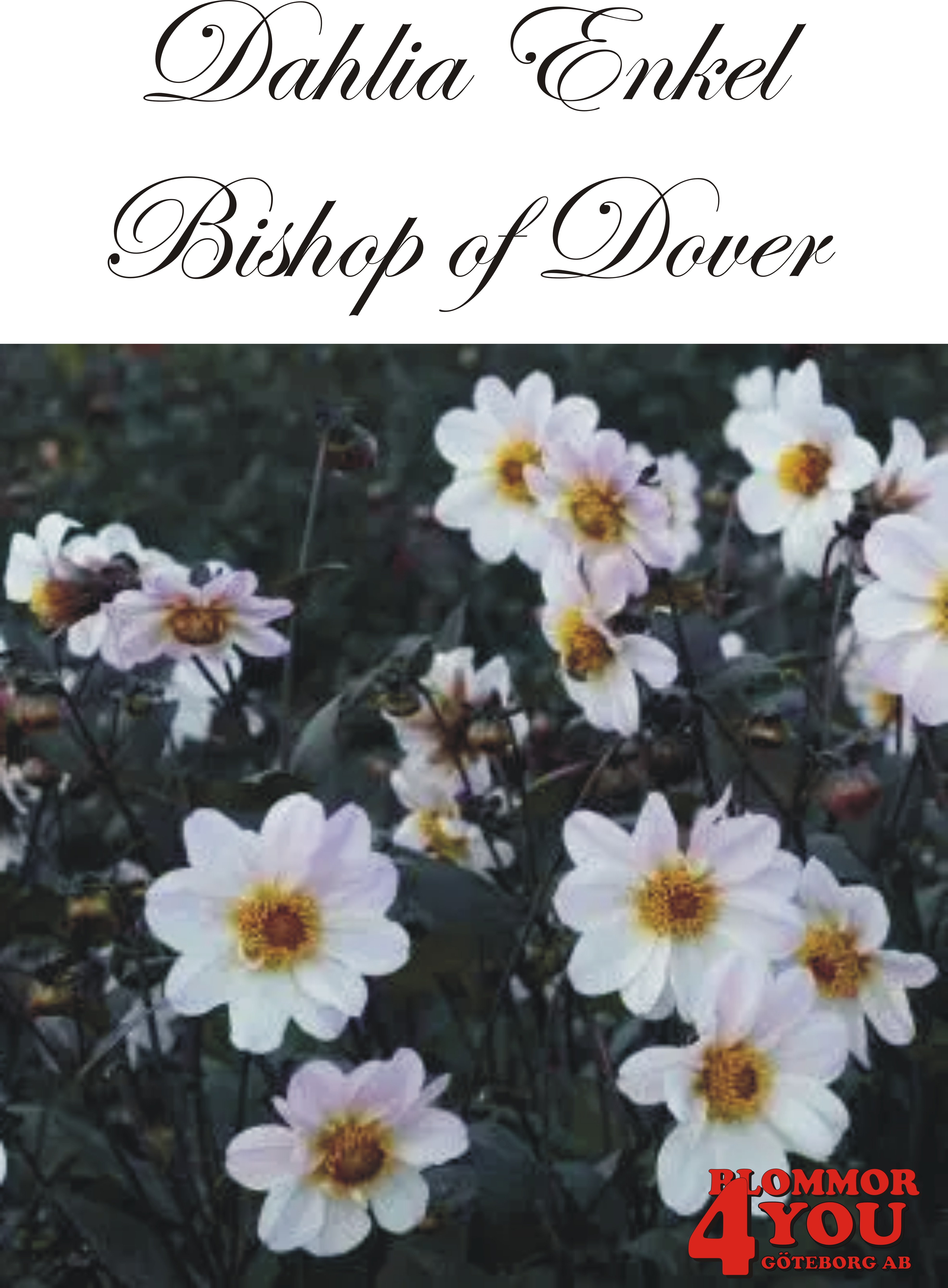 Dahlia Bishop of Dover