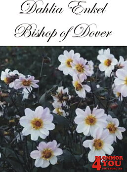 Dahlia Bishop of Dover