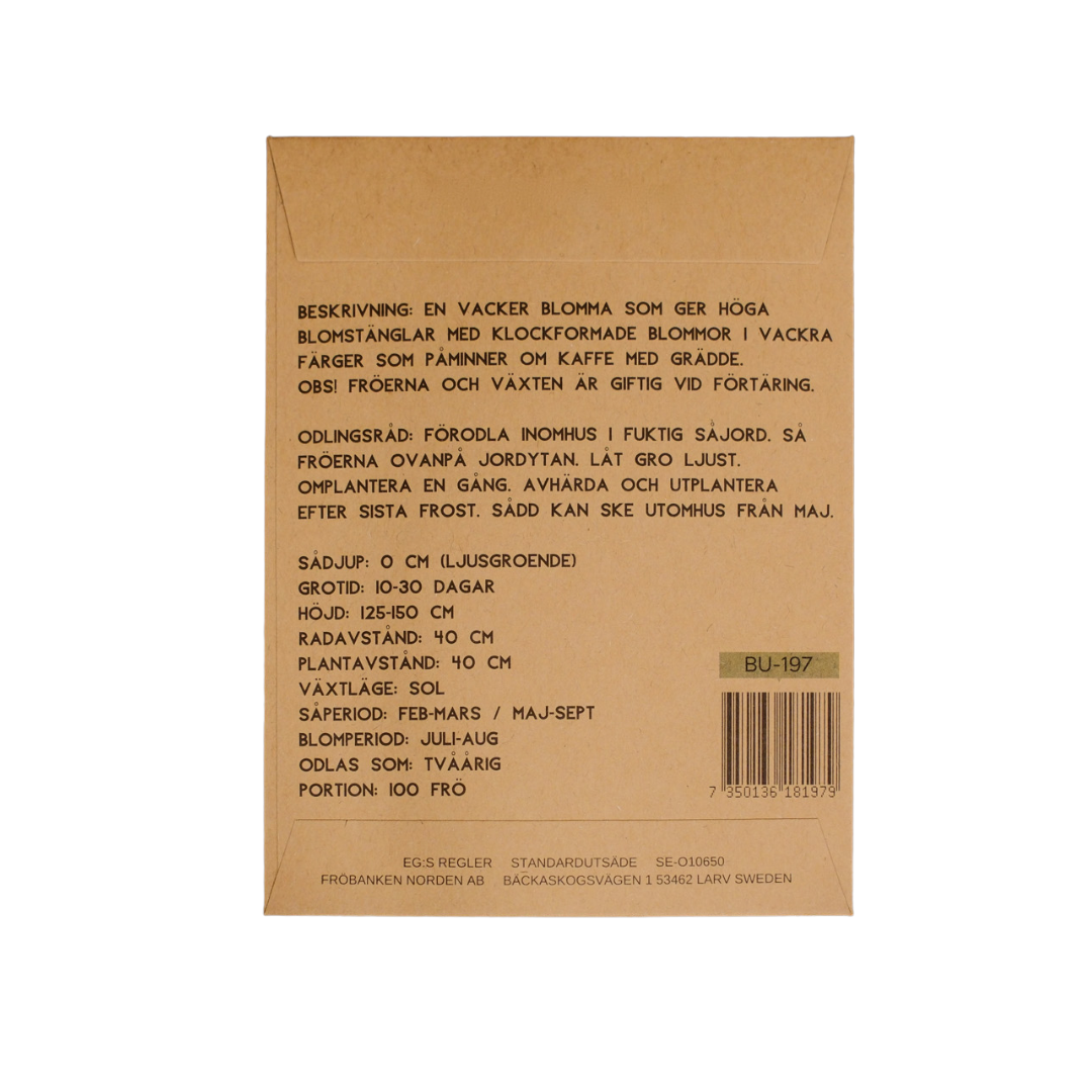 Grekisk Fingerborgsblomma - Cafe Creme - 2