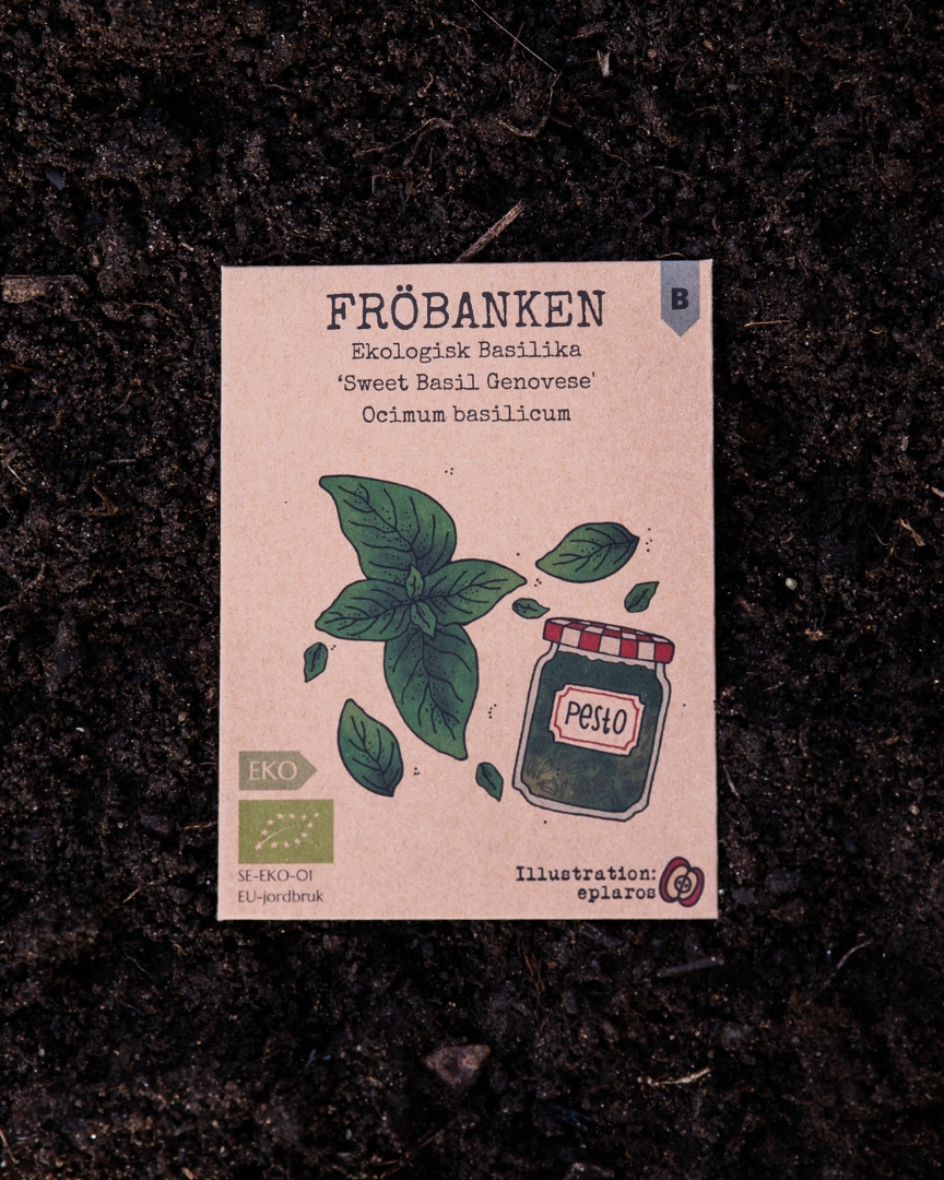 Ekologisk Basilika - Sweet Basil Genovese