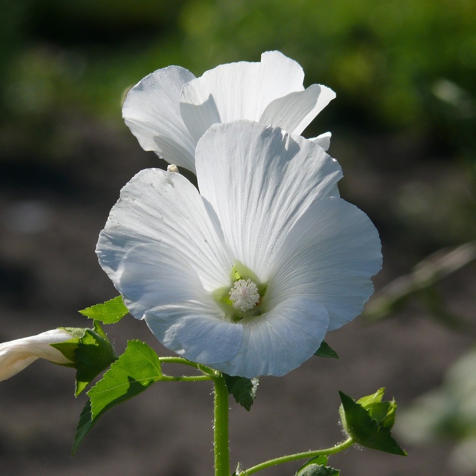 Sommarmalva 'Mont Blanc'
