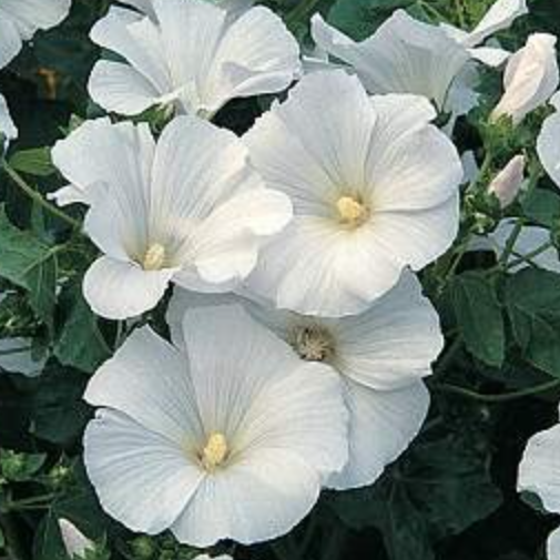 Sommarmalva 'Mont Blanc' - 2