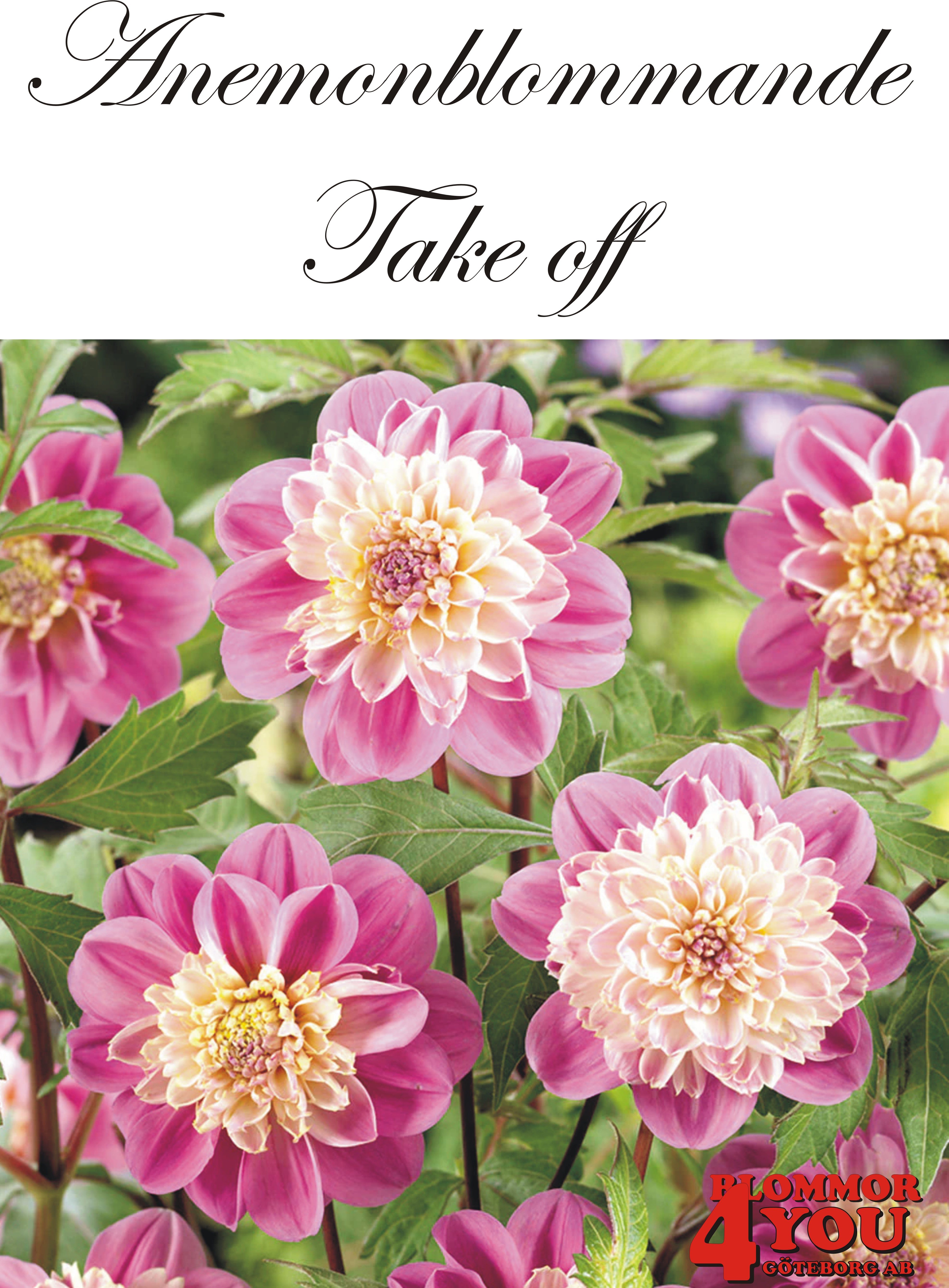 Dahlia  Take off