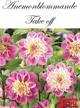 Dahlia  Take off