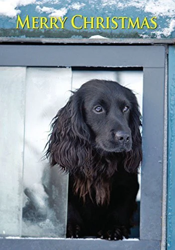 Cocker Spaniel in Land Rover
