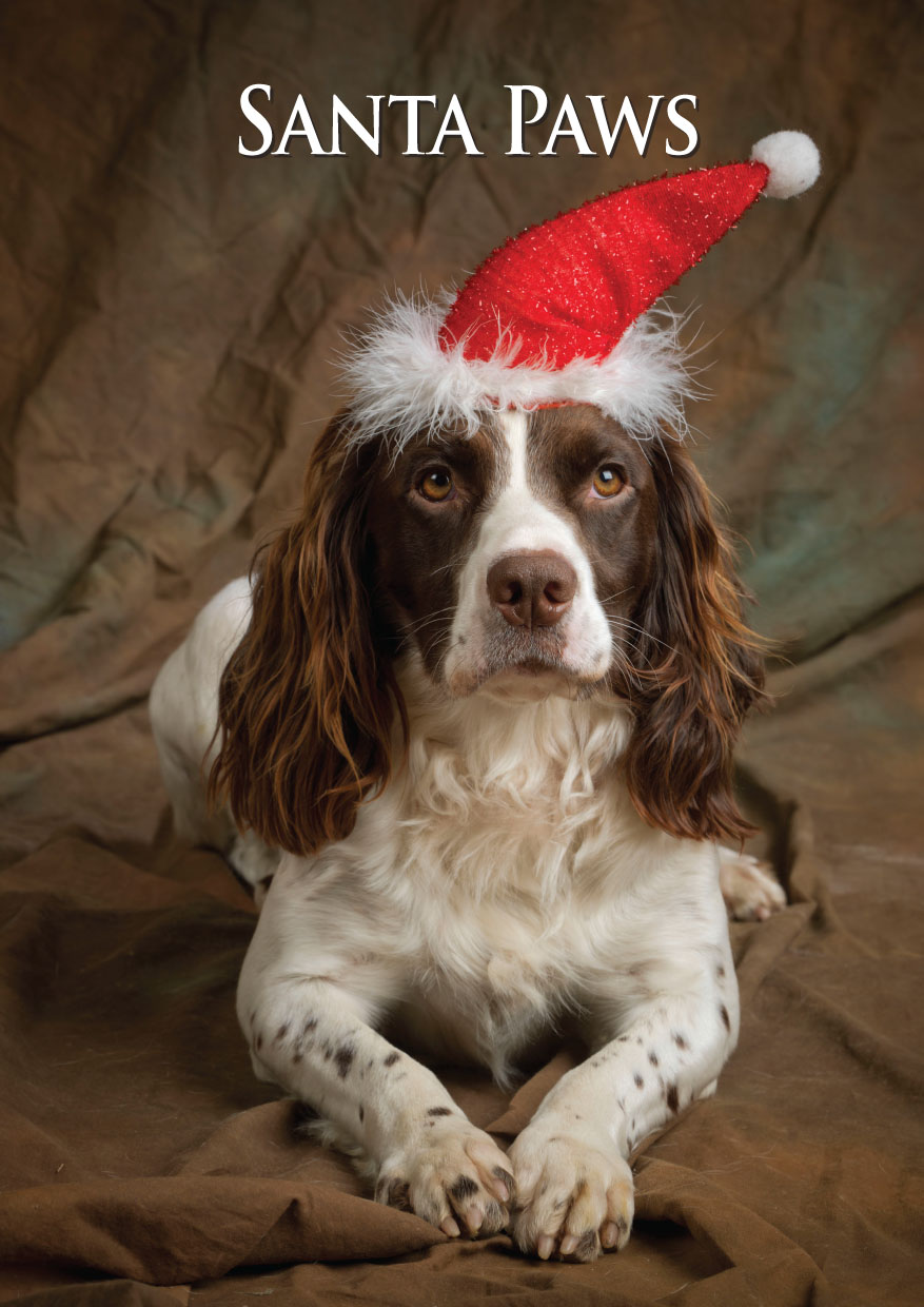 Springer Spaniel Santa Paws